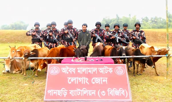 পানছড়ি সীমান্তে বিজিবির অভিযানে ১১ ভারতীয় গরু আটক