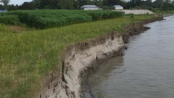যমুনার প্রবল স্রোতে টাঙ্গাইলে বাড়ছে ভাঙন আতঙ্ক 