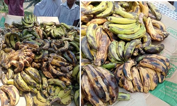 পুষ্টিকর খাবারের নামে শিক্ষার্থীদের দেওয়া হচ্ছে নষ্ট কলা! ক্ষোভ