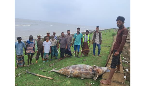 কুয়াকাটায় ২৪ ঘণ্টায় দুটি মৃত ডলফিন উদ্ধার