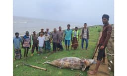 কুয়াকাটায় ২৪ ঘণ্টায় দুটি মৃত ডলফিন উদ্ধার