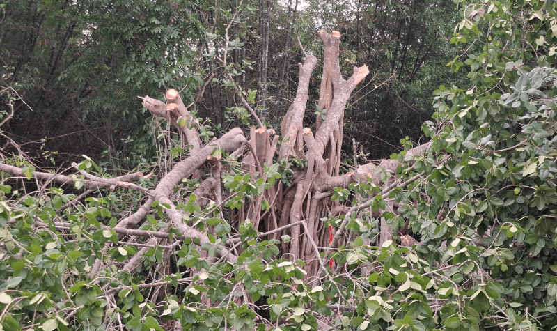 মাদারীপুরে ‘শিরক’ অভিযোগে শতবর্ষী বটগাছ কাটার উদ্যোগ, প্রশাসনের হস্তক্ষেপে বন্ধ