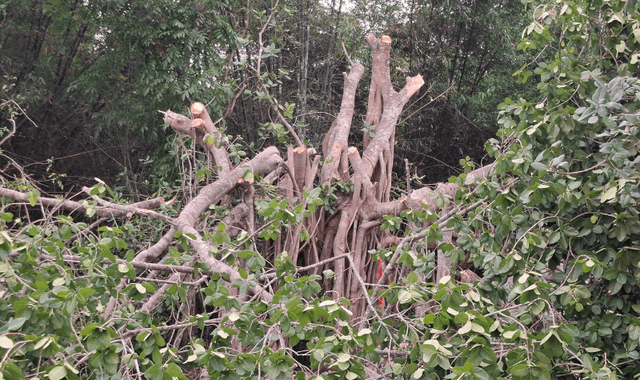 মাদারীপুরে ‘শিরক’ অভিযোগে শতবর্ষী বটগাছ কাটার উদ্যোগ, প্রশাসনের হস্তক্ষেপে বন্ধ