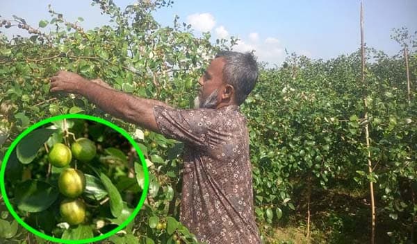 সরকারি চাকরি হারিয়ে ভিনদেশী বরই চাষে স্বাবলম্বী গিয়াস উদ্দিন