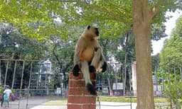 আত্রাইয়ে লোকালয়ে হনুমান, উৎসুক জনতার ভিড়