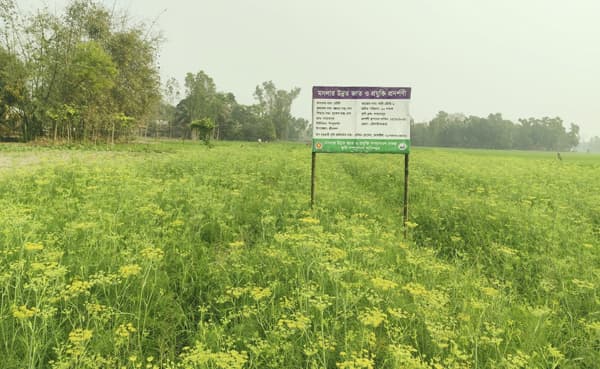 কম খরচে বেশি লাভ, শ্রীমঙ্গলে মৌরিতে বদলাচ্ছে কৃষকের ভাগ্য