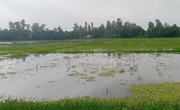 জলাবদ্ধতায় ডুবে যাচ্ছে হাজার বিঘা জমি, ডুবছে কৃষকের সম্ভাবনা