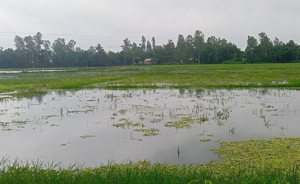 জলাবদ্ধতায় ডুবে যাচ্ছে হাজার বিঘা জমি, ডুবছে কৃষকের সম্ভাবনা