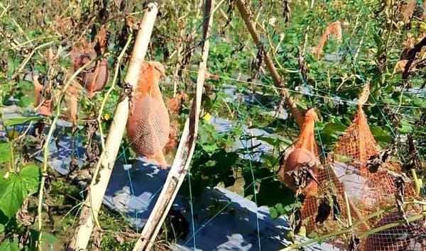 ঠাকুরগাঁওয়ে অসময়ে মাচায় ঝুলছে আকর্ষণীয় ‘স্মার্ট বয়’ তরমুজ