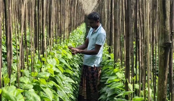 রফতানি বৃদ্ধির অভাবে পানচাষে সংকট