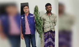 আওয়ামী লীগ সভাপতির ছেলের বাগানে গাঁজা চাষ !
