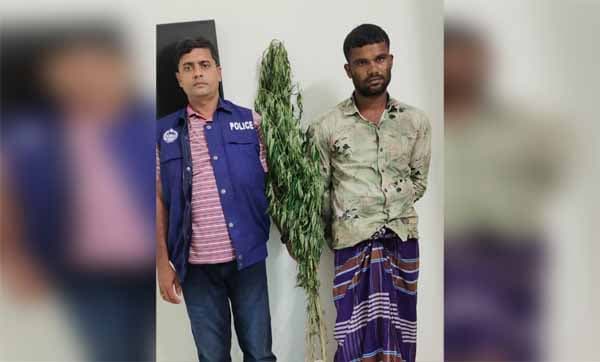 আওয়ামী লীগ সভাপতির ছেলের বাগানে গাঁজা চাষ !
