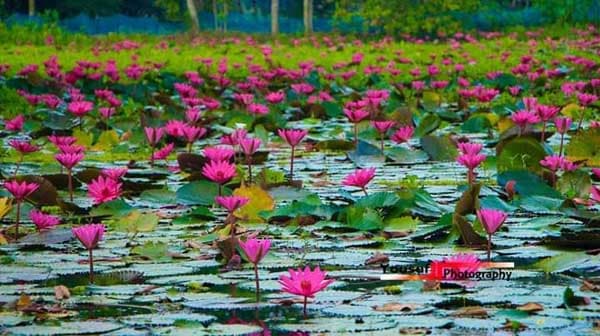 কচুরিপানার আগ্রাসনে হুমকিতে জৈন্তাপুরের লাল শাপলা বিল