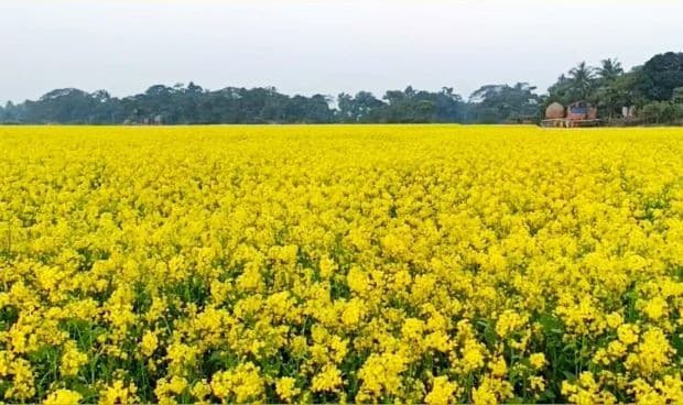 সরিষা চাষে হাওরের পতিত জমি উজ্জ্বল, কৃষকের মুখে হাসি