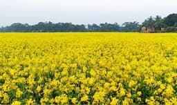 সরিষা চাষে হাওরের পতিত জমি উজ্জ্বল, কৃষকের মুখে হাসি