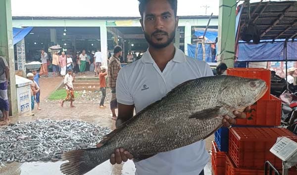 কুয়াকাটার সমুদ্রে ধরা কালো পোয়া, বিক্রি পঞ্চাশ হাজারে
