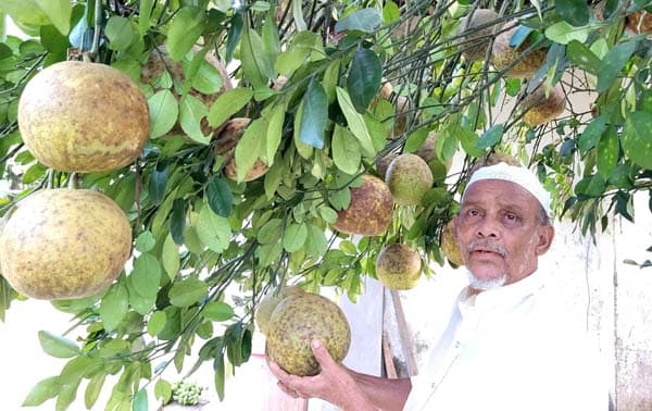 ‘জাম্বুরার রাজধানী’ জুড়ী: টিলাজুড়ে সাফল্যের গল্প