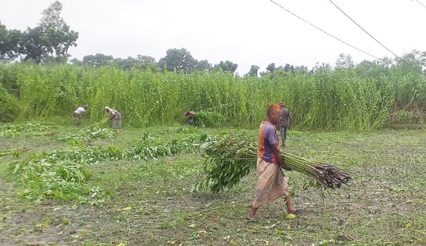 পাঁচবিবিতে অতিবৃষ্টিতে কমেছে পাটের ফলন, ভালো দামে খুশি চাষিরা