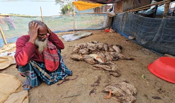 গোয়ালন্দে মাছ ধরতে পুকুরে বিষ, কৃষকের তিনশ' হাঁস নিধন