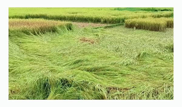 ধান কাটার আগেই ঝড়-বৃষ্টি, হিলিতে কৃষকের মুখে হতাশার ছাপ