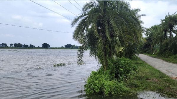 ঝিনাইদহে বিএডিসির খাল অবহেলায় ধ্বংস কৃষির সম্ভাবনা