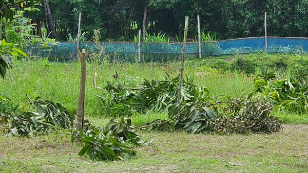গোয়ালন্দে শত্রুতার শিকার ফলগাছ! প্রবাসীর স্বপ্ন চুরমার
