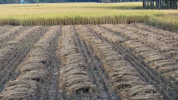 গোপালপুরে আমনে বাম্পার ফলন, কৃষকের মুখে তৃপ্তির হাসি
