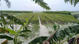 ঝিনাইদহে বন্যার পানিতে ডুবে সাড়ে সাত হাজার হেক্টর ফসলি জমি, কৃষকেরা দিশেহারা