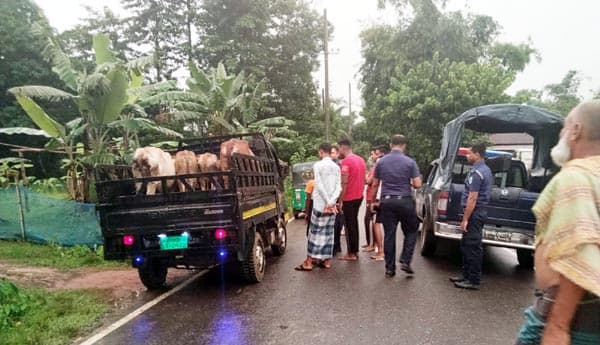 কুলাউড়ায় চোরাই গরু উদ্ধার, পিকআপ জব্দ