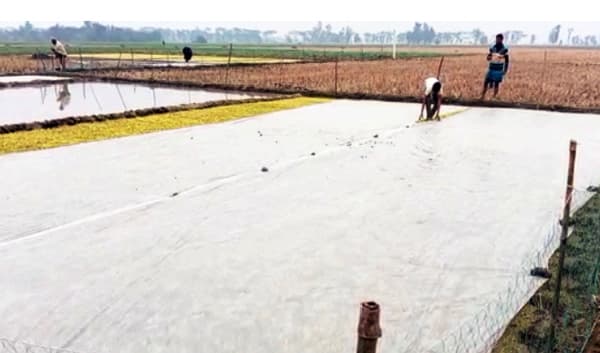 তীব্র শীত ও ঘন কুয়াশায় পাঁচবিবিতে বোরো বীজতলা নষ্ট, দুশ্চিন্তায় কৃষক