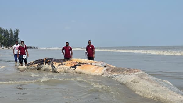 কুয়াকাটা সৈকতে ভেসে এলো ৫৮ ফুটের বিশাল মৃত তিমি