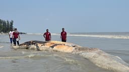 কুয়াকাটা সৈকতে ভেসে এলো ৫৮ ফুটের বিশাল মৃত তিমি