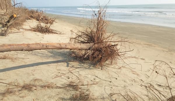 শাহপরীর দ্বীপের ঝাউবাগান: সাগরে বিলীন হওয়ার পথে