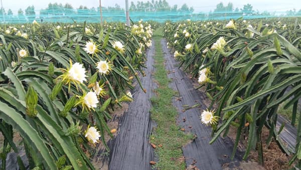 জয়পুরহাটে ড্রাগনের রাজত্ব গড়লেন সহদর তিন ভাই