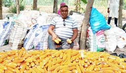 পাঁচবিবিতে ভুট্টা চাষে সাফল্য আনিছের 