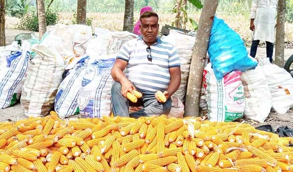 পাঁচবিবিতে ভুট্টা চাষে সাফল্য আনিছের 