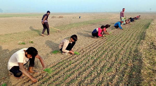 ঝিনাইদহে শ্রমিক সংকটে পেঁয়াজের ক্ষেতে শিক্ষার্থীদের স্বেচ্ছাশ্রম