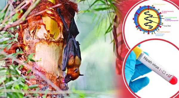 ৩৫ জেলায় নিপাহ শনাক্ত, নতুন সংক্রমণপথে উদ্বেগ