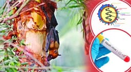 ৩৫ জেলায় নিপাহ শনাক্ত, নতুন সংক্রমণপথে উদ্বেগ