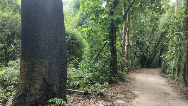 লাউয়াছড়ায় ৯২ বছরের 'অজ্ঞান গাছ' এখন মৃত্যুঝুঁকিতে