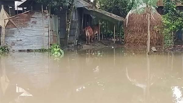 উজানের ঢল আর বৃষ্টিতে কুড়িগ্রামে বন্যা পরিস্থিতি অব্যাহত