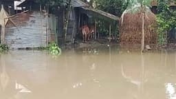 উজানের ঢল আর বৃষ্টিতে কুড়িগ্রামে বন্যা পরিস্থিতি অব্যাহত