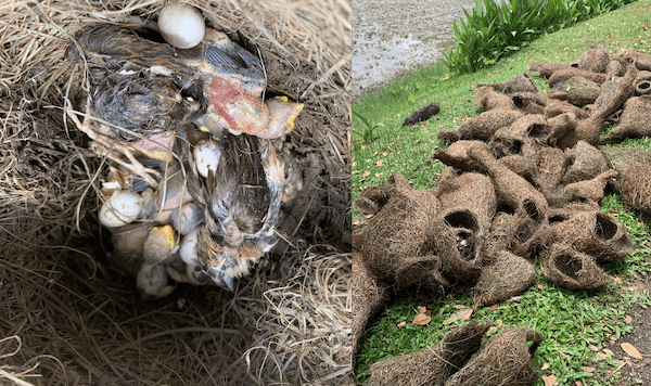 বাবুই পাখির কান্না কেউ শুনল না—তালগাছ কেটে মুছে দেওয়া হলো শত ছানার জীবন