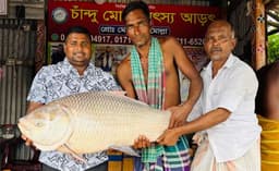 পদ্মায় জেলের জালে ১৯ কেজির কাতল, ৪৪ হাজারে বিক্রি