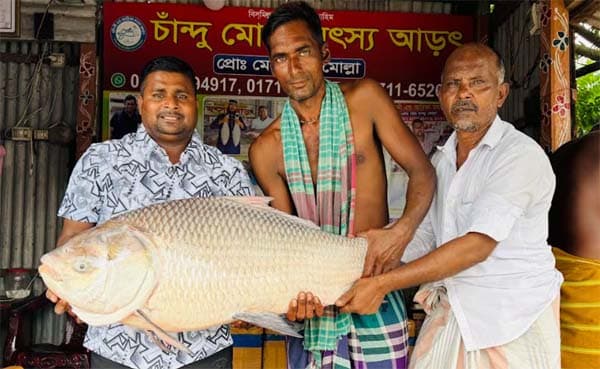 পদ্মায় জেলের জালে ১৯ কেজির কাতল, ৪৪ হাজারে বিক্রি