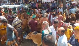 পাঁচবিবিতে পশুর ঢল, জমে উঠেছে গরুর হাট