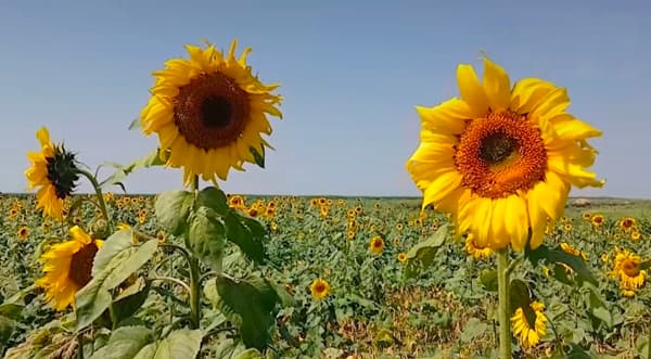 মৌলভীবাজারে মাঠজুড়ে হলুদ সমারোহ, বাড়ছে সূর্যমুখী চাষের সম্ভাবনা