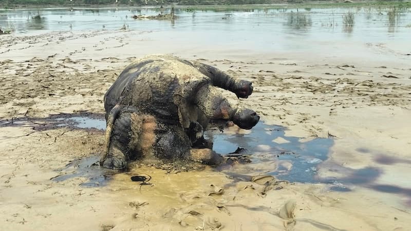 দুধকুমার নদে ভেসে এলো মরা গন্ডার, এলাকায় চাঞ্চল্য