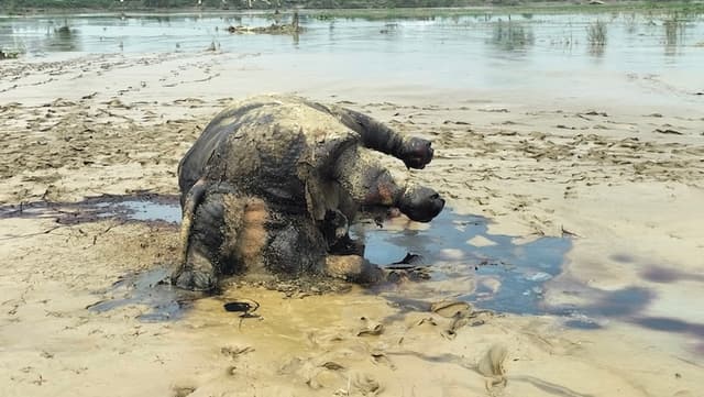 দুধকুমার নদে ভেসে এলো মরা গন্ডার, এলাকায় চাঞ্চল্য