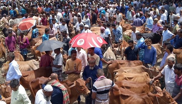 ঈদের আগের দিন জমজমাট আফতাবগঞ্জ পশুর হাট